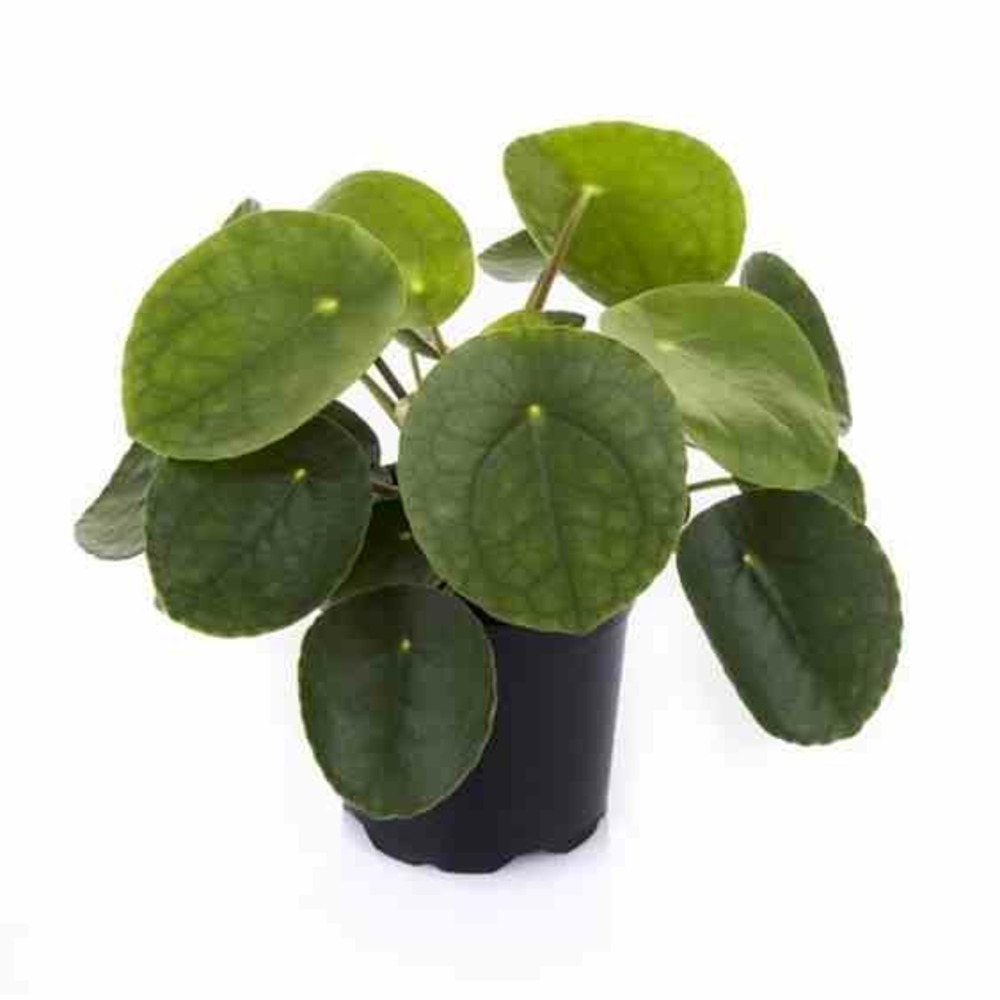 Pilea peperomioides (plante à monnaie chinoise) pot de 5 litres ? 80/100 cm