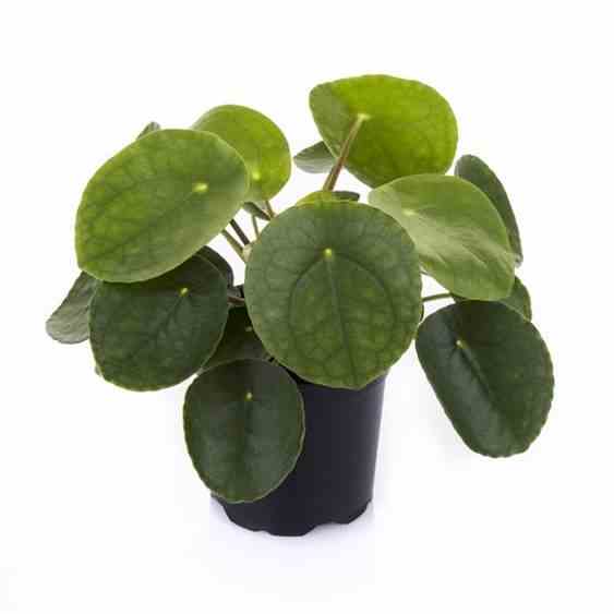Pilea peperomioides (plante à monnaie chinoise) taille pot de 5 litres ? 80/100 cm