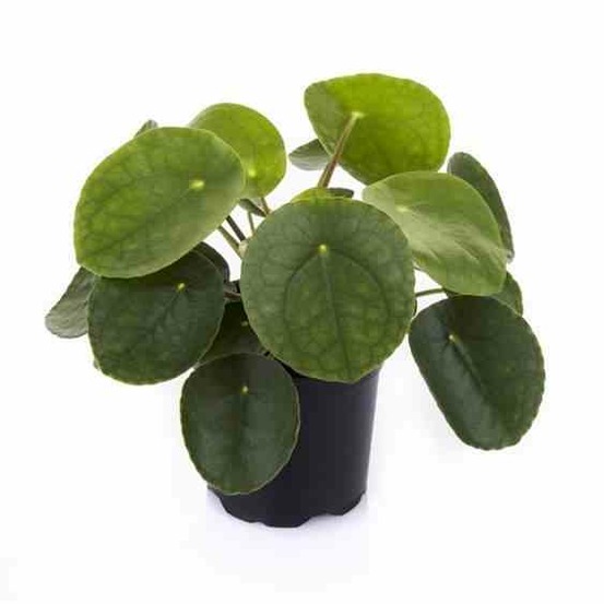 Pilea peperomioides (plante à monnaie chinoise) pot de 5 litres ? 80/100 cm