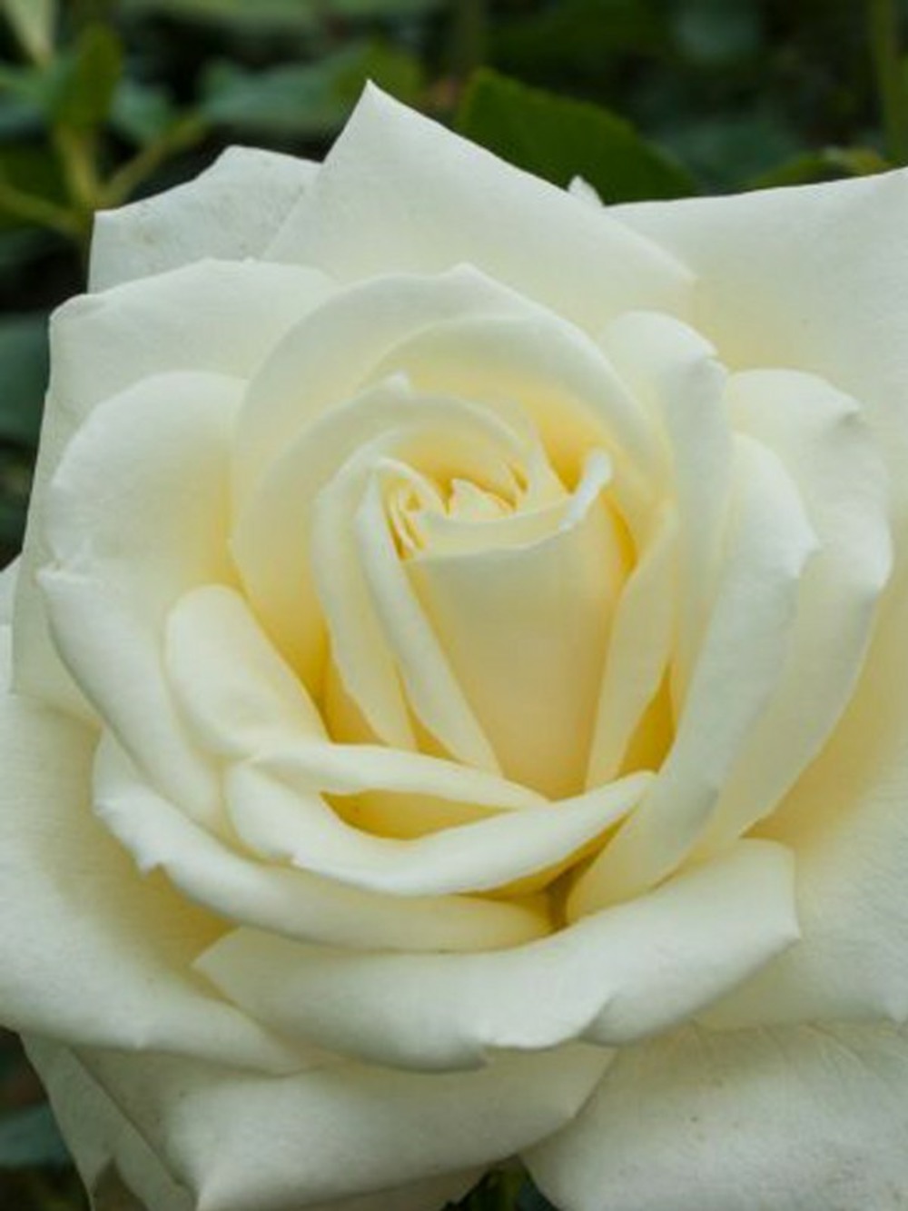 Rosier thé moderne 'white symphony' pot de 4l/5l