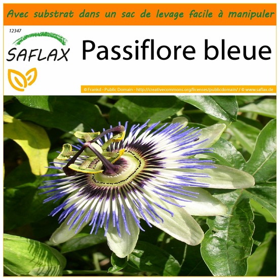 Garden in the bag - passiflore bleue - 25 graines - passiflora caerulea
