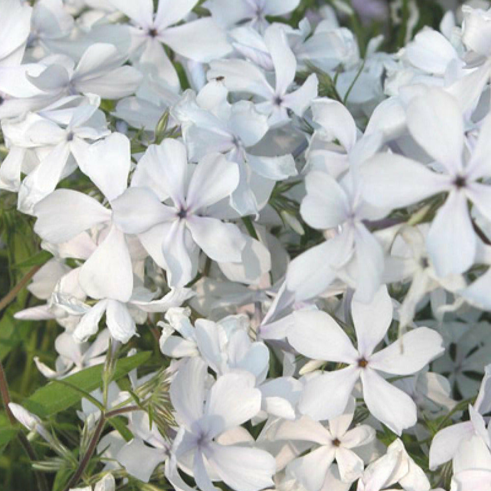 Phlox divaricata may breeze - le pot / 8cm