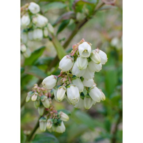Lot de 5 - vaccinium corymbosum 'reka' - h45 cm - ø13 cm