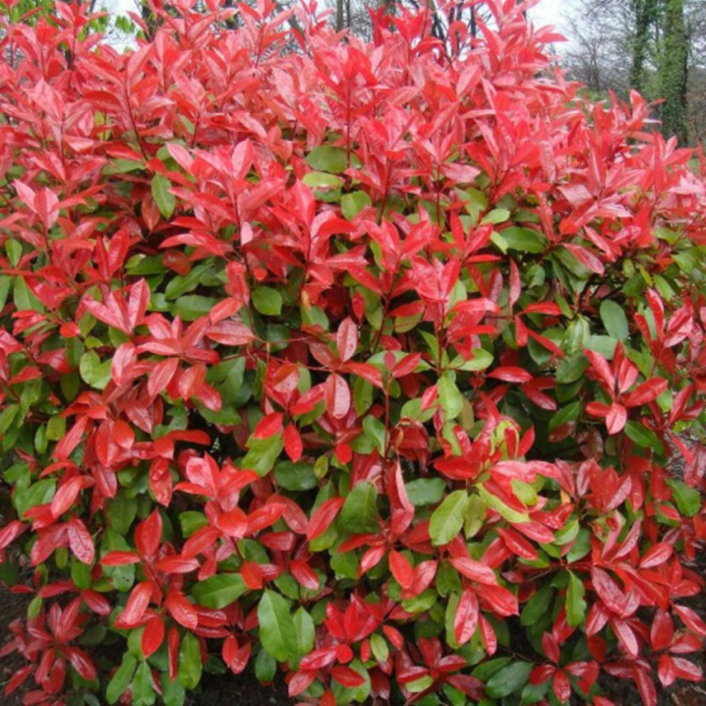 Photinia nain red robin - photinia fraseri red robin 60cm en pot