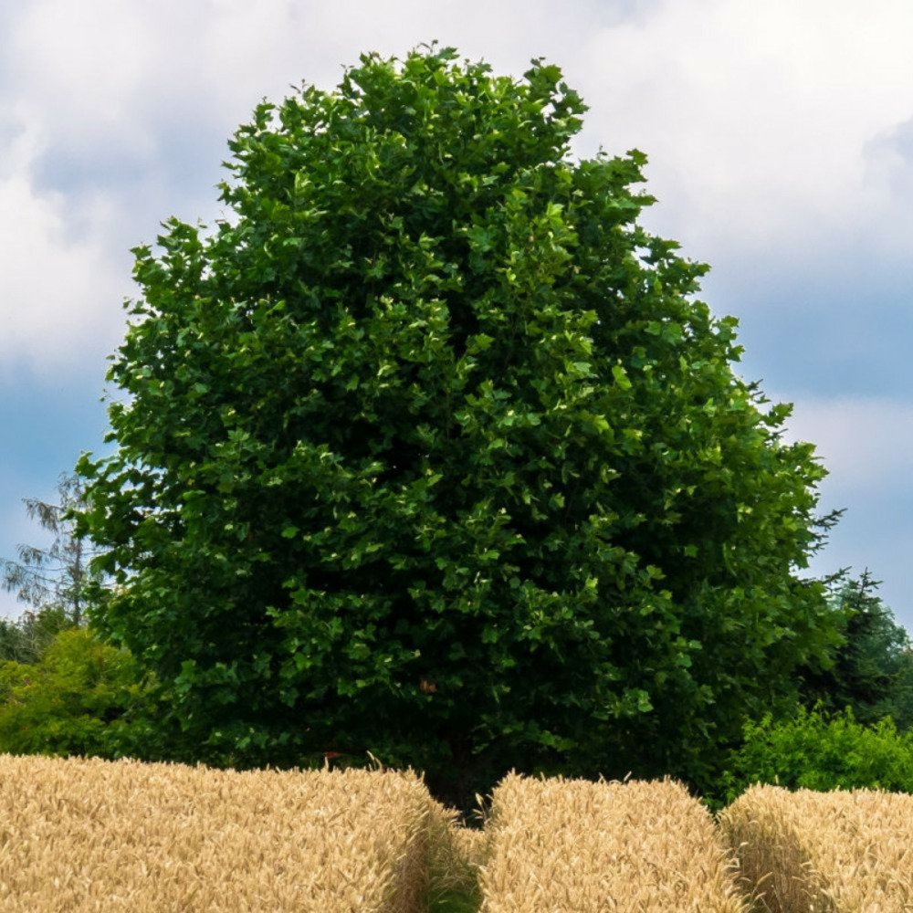 Érable trident, érable de buerger, acer buergerianum pot de 4l - 40/60 cm