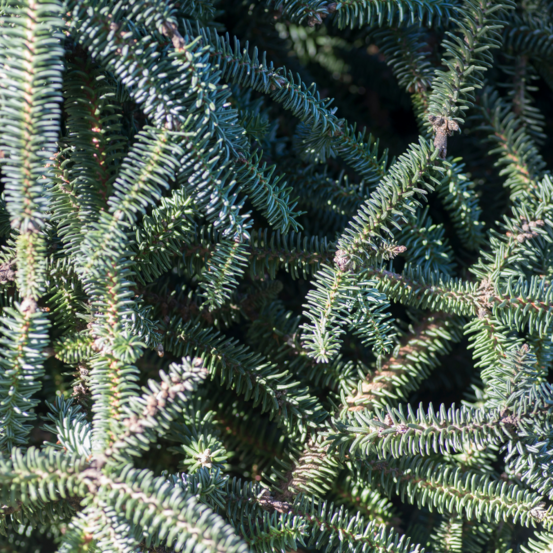 Sapin glauca - abies procera glauca 20/30cm pot 2,5l