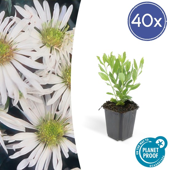 Aster du japon 'ashvi' x40 – entre 2,5 et 3,33m2