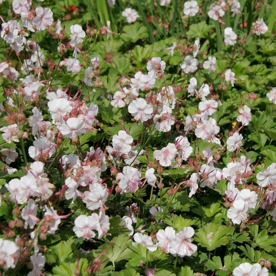 Géranium vivace 'biokovo' godet de 8/9 cm