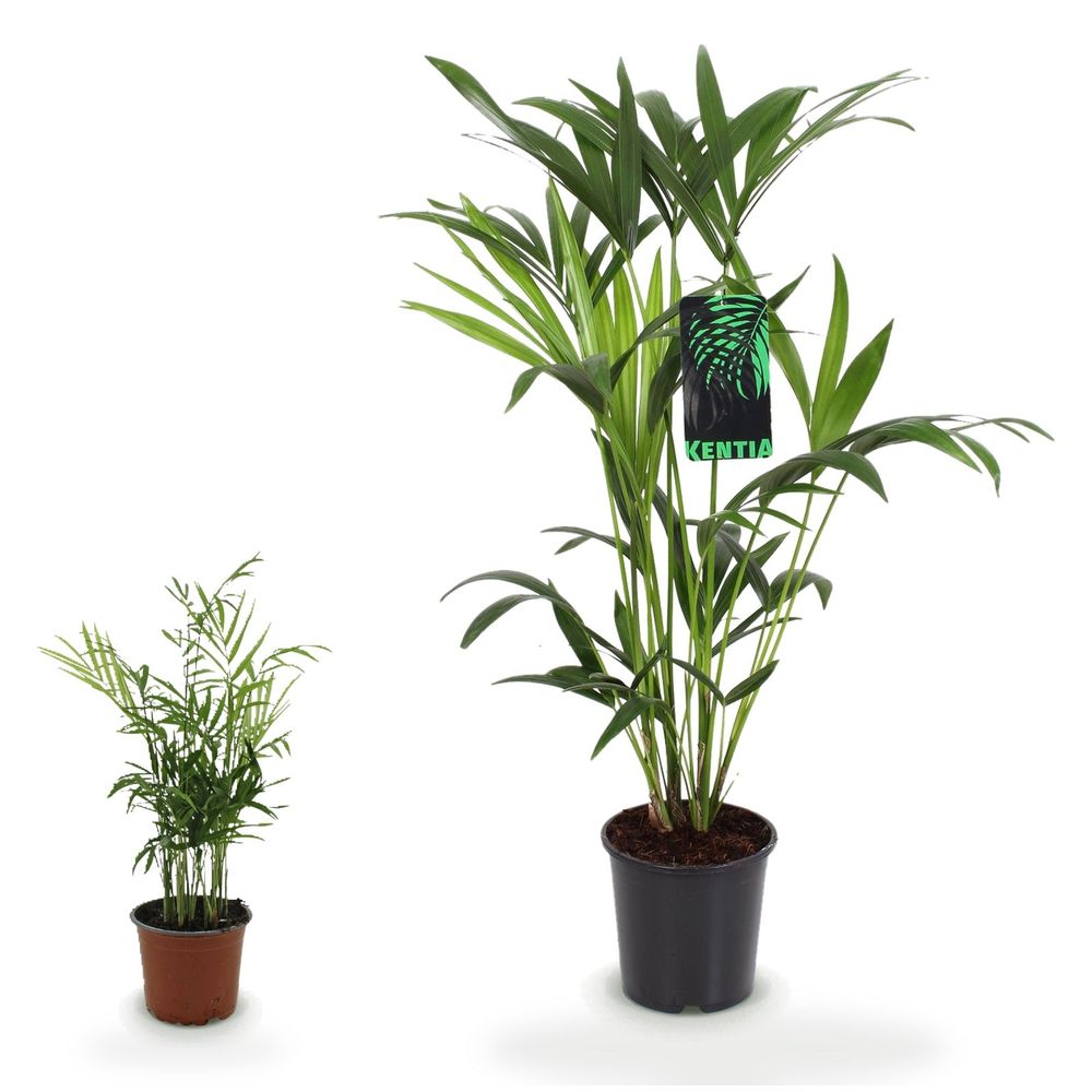 Duo palmiers d'ombre — howea forsteriana & chamaedorea elegans