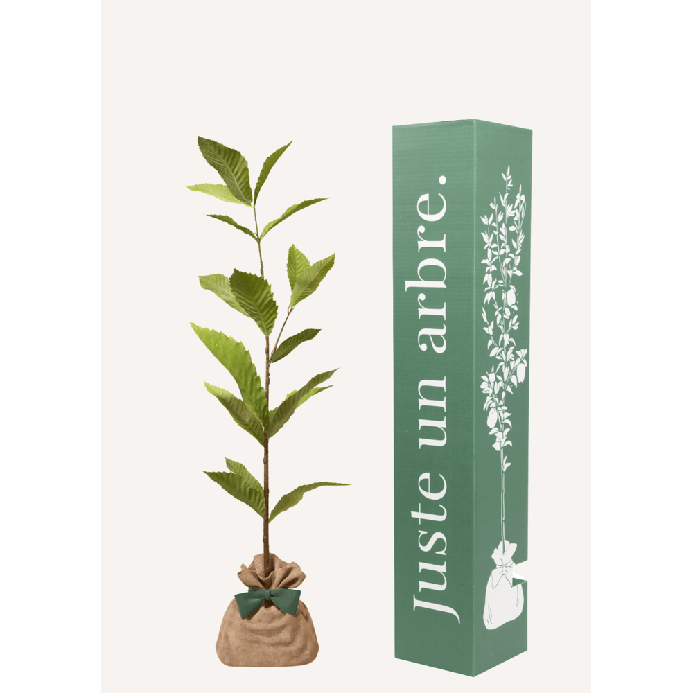 Châtaignier | offrez un arbre pour célébrer les grands moments de vie (naissance, mariage). Un cadeau unique.