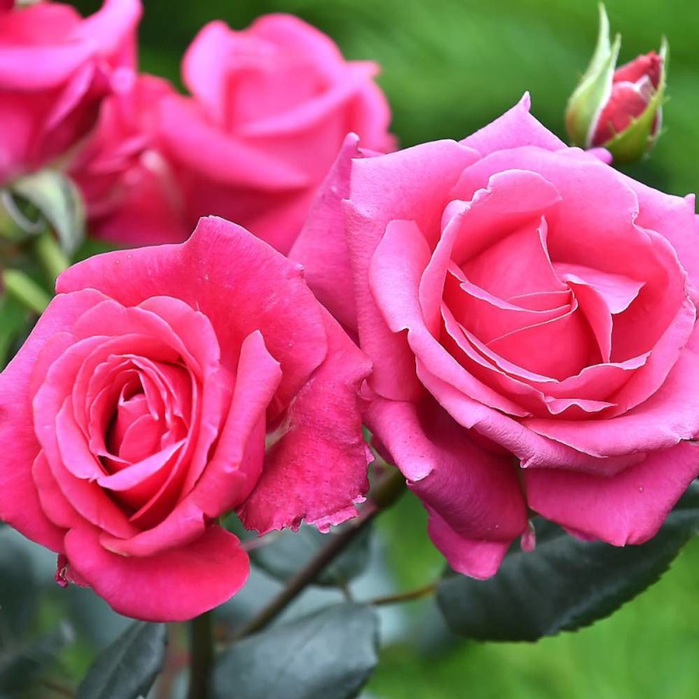 Rosier à grandes fleurs voluptia® crazy pink™ 'noa16071' pot de 3l - 30/60 cm