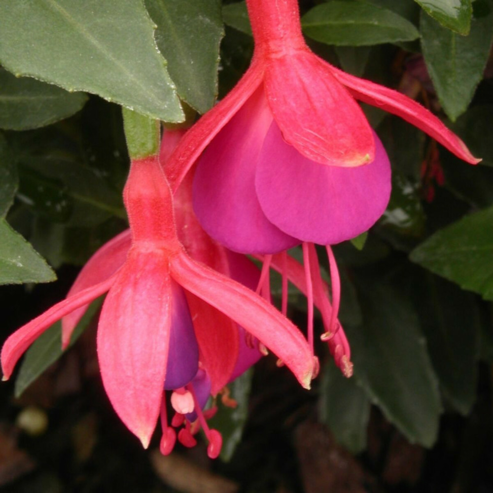 Fuchsia arbustif thom thumb pot de 3l - 20/40 cm