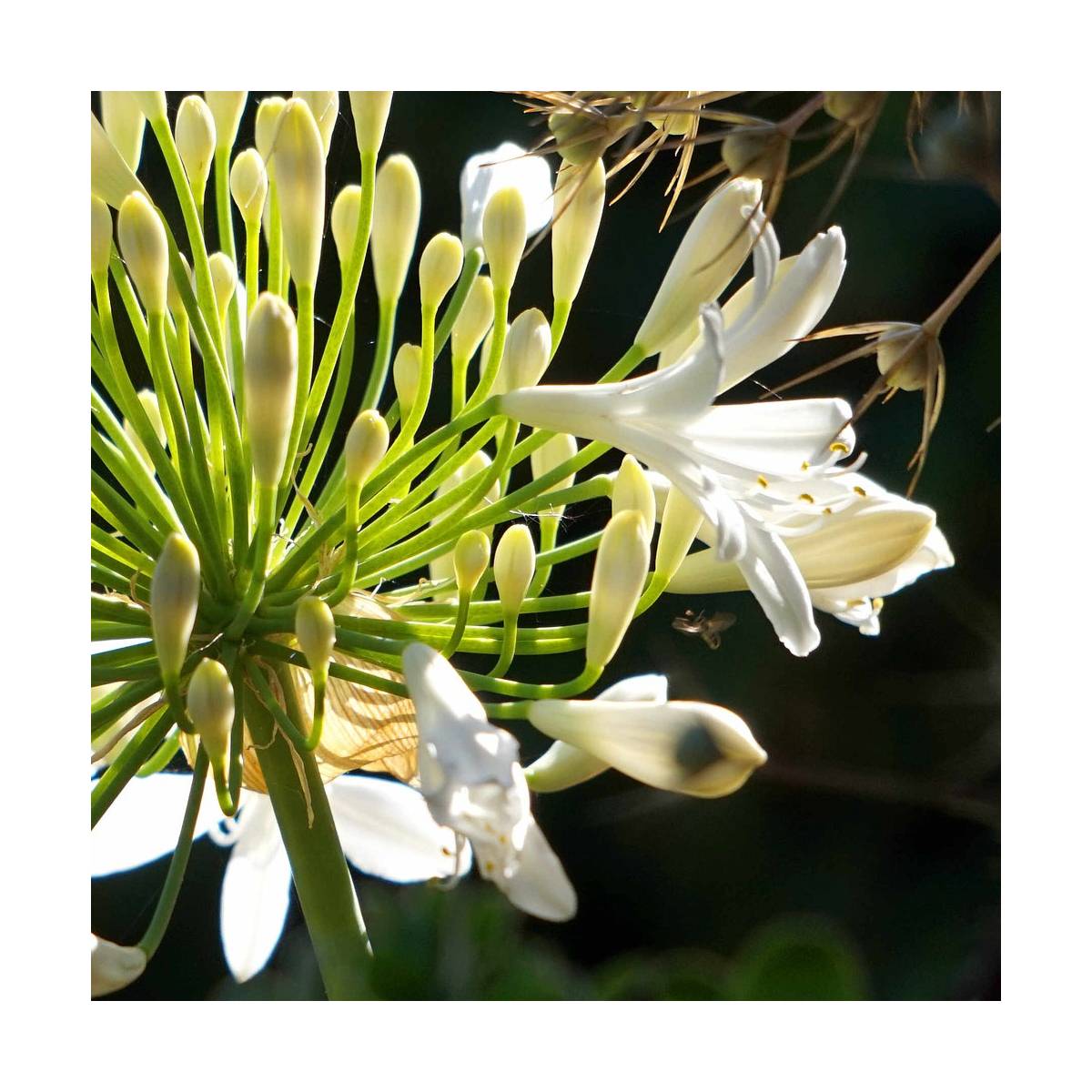 Agapanthe africanus blanche/agapanthus africanus 'blanche'[-]pot de 3l - 10/40 cm