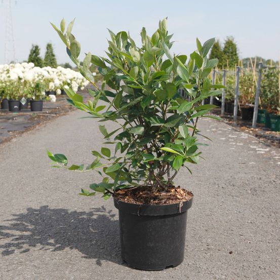 Aronie à fruits noirs 'hugin' pot de 7,5l/10l