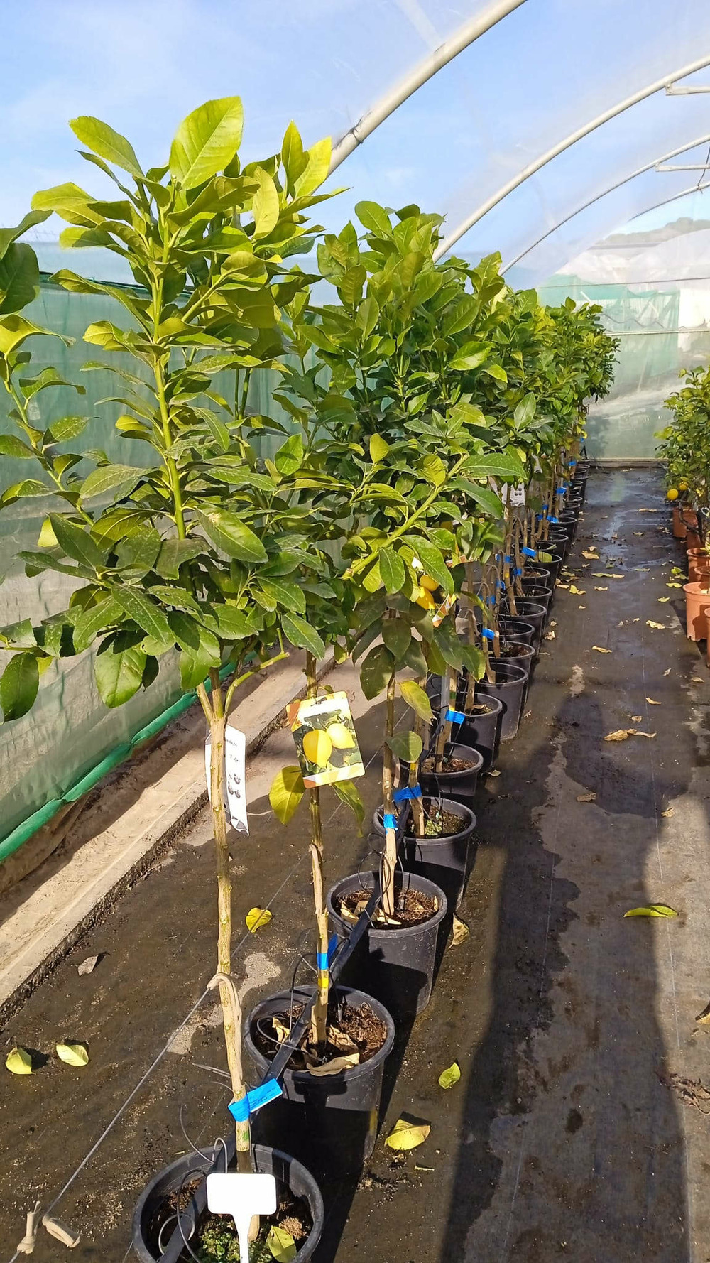 Citrus limon var verna (vigoureux et productif) pot de 10 litres ? 140/160 cm