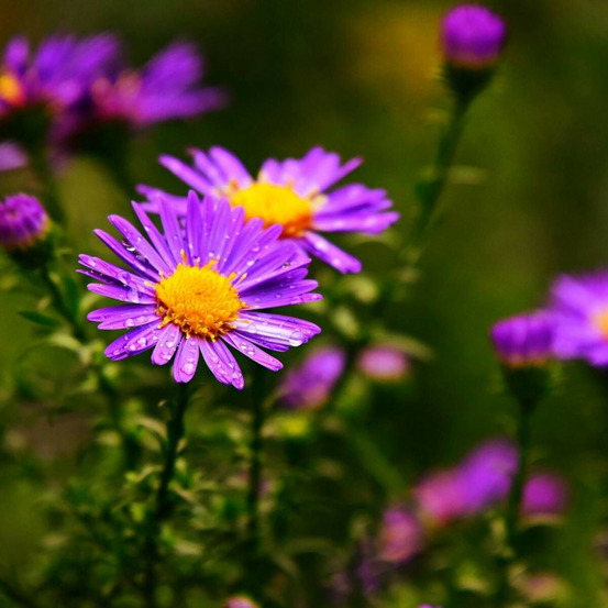 Aster grand d'automne marina wolkonsky, aster novae-angliae lot de 5 godets