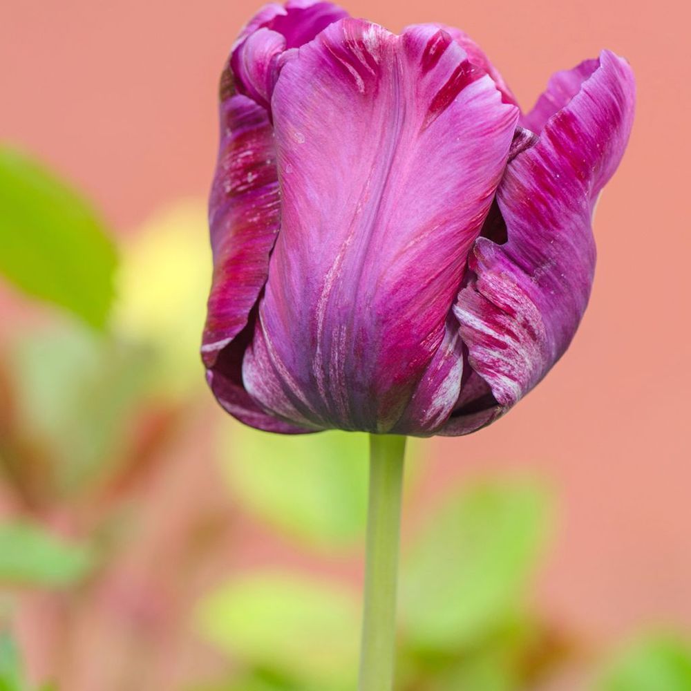 Tulipe perroquet 'blue parrot' bulbe calibre 12+ (par 10)