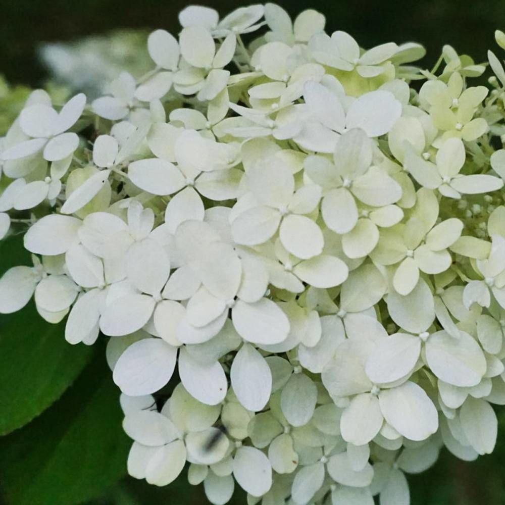 Hortensia paniculata magical® mont blanc 'kolmamon', hydrangea paniculata pot de 4l - 40/60 cm