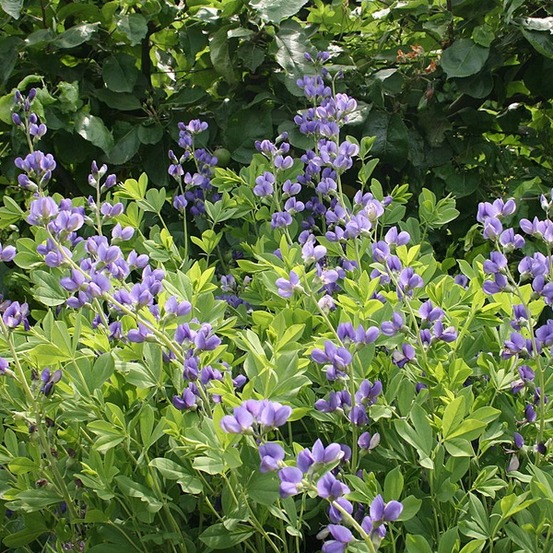 6 x podalyre - baptisia australis - godet 9cm x 9cm