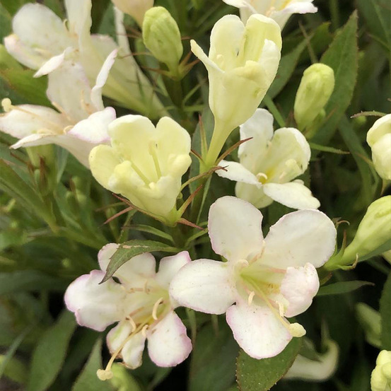Weigela 'picobella bianco' pot de 3l/4l