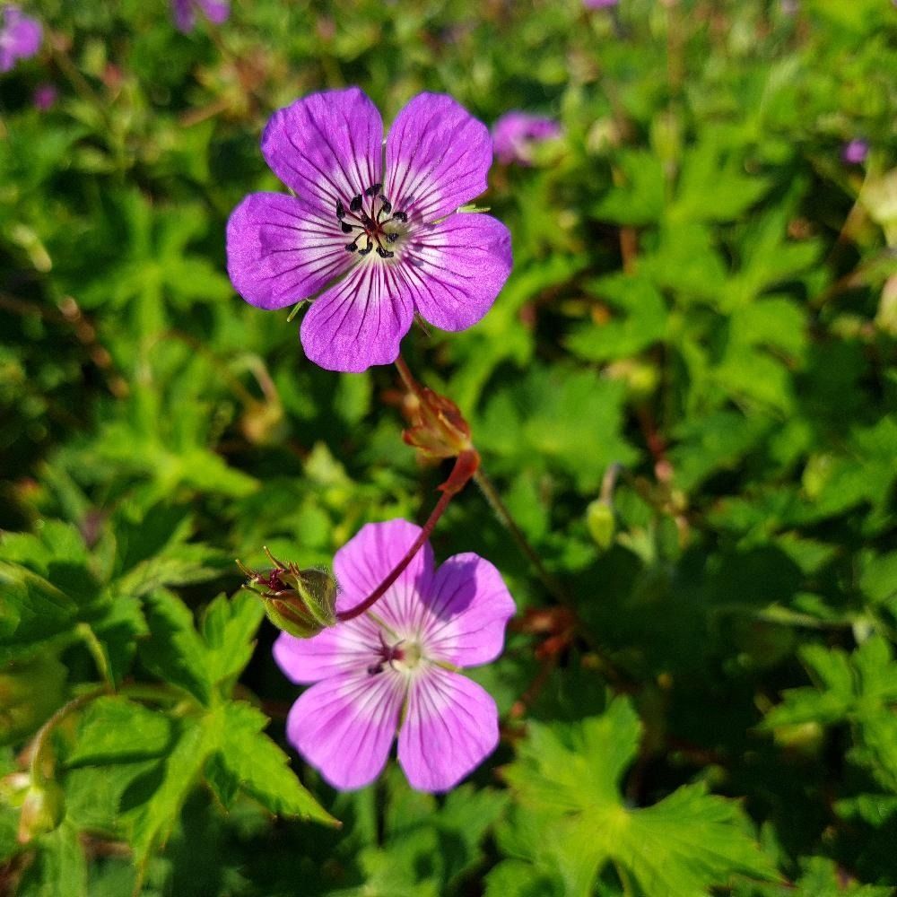 Géranium vivace 'magical all summer delight' godet de 8/9 cm