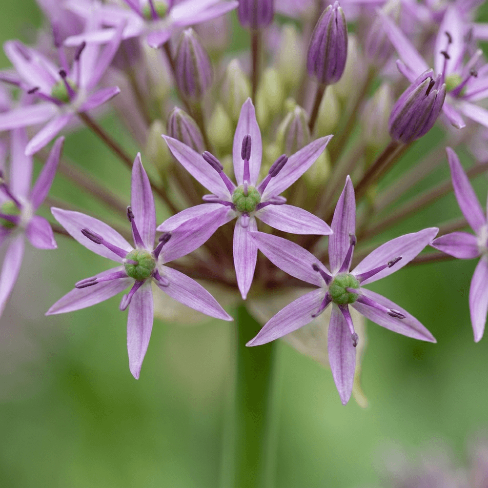 Ail d'ornement christophii (allium) - floraison estivale - calibre 10/12 - 60 bulbes