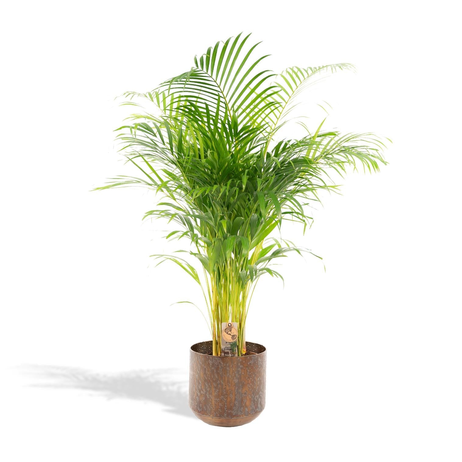 Plante d'intérieur - palmier areca xl et son cache h130cm 130cm