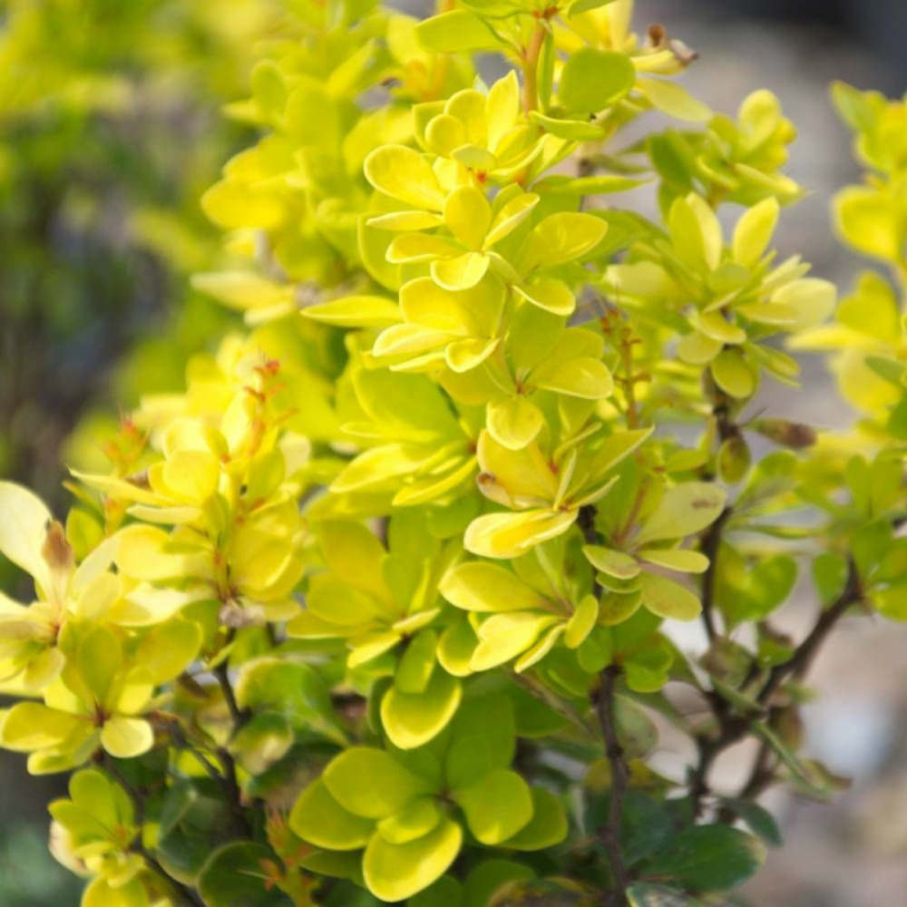 Epine-vinette jaune golden torch® 'torchd'or', berberis pot de 3l - 20/40 cm