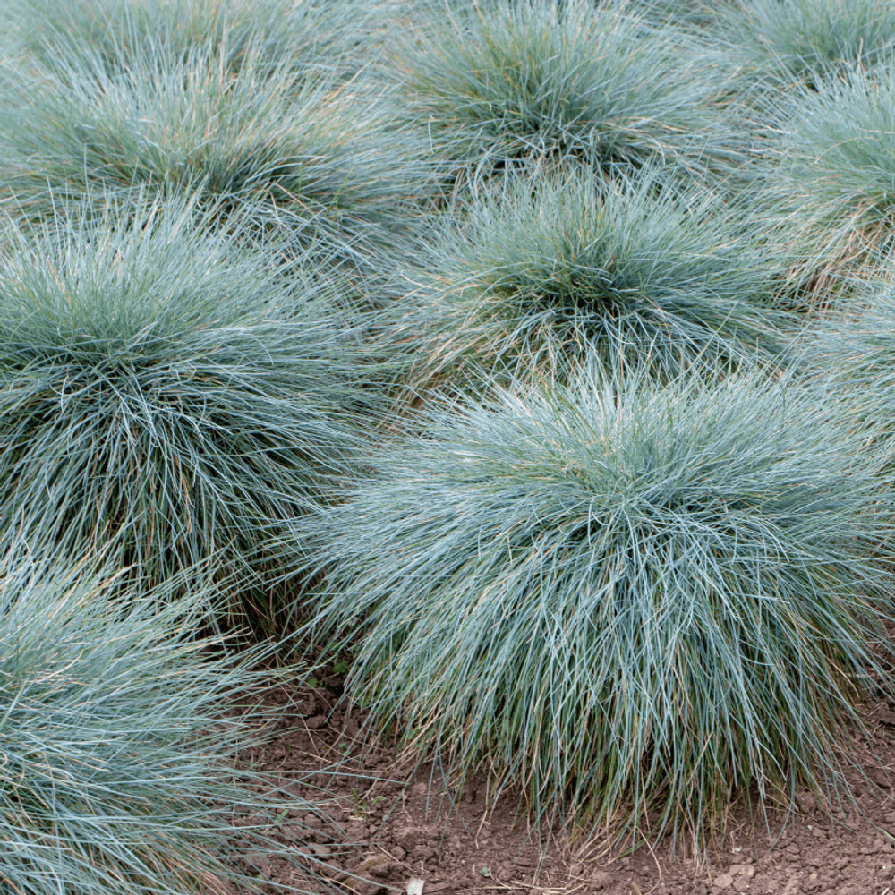 Fétuque de gautier - festuca gautieri 20/25cm godet 9cm