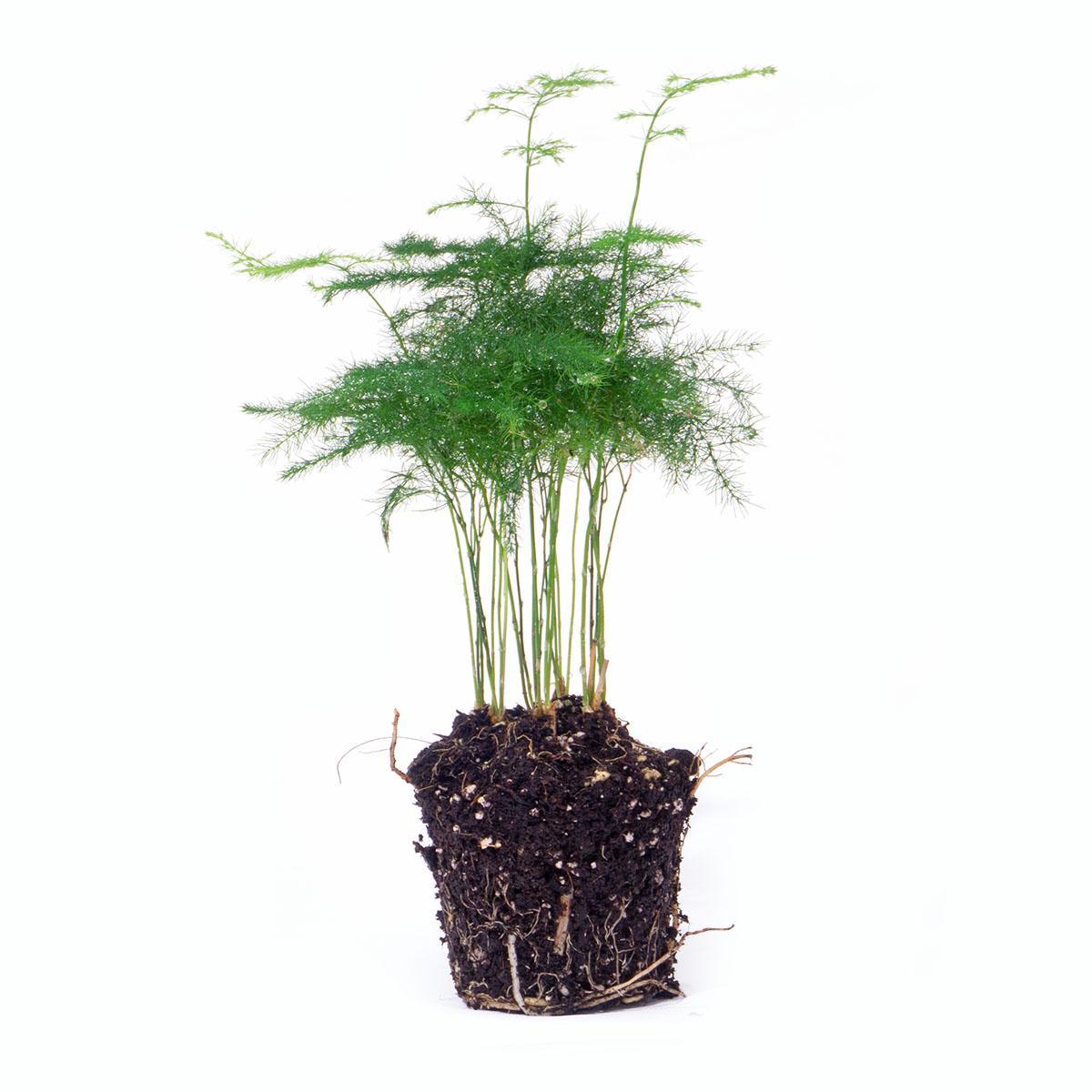 Plante d'intérieur - asparagus 'plumosus' pour terrarium 12cm