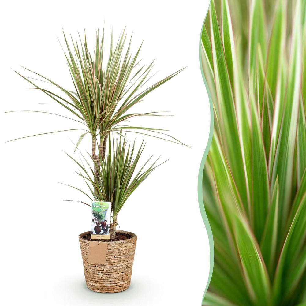 Dracaena marginata bicolor – pot 17 cm – hauteur 70-75 cm