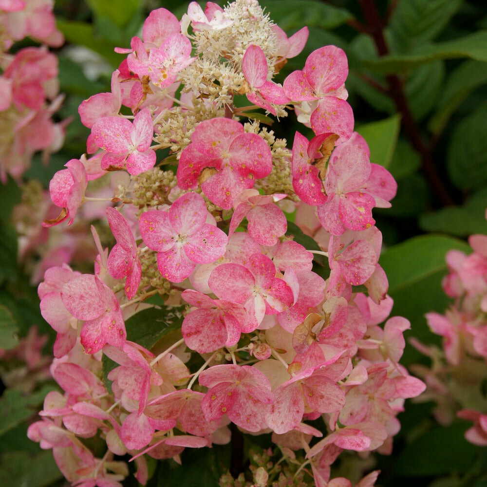 Hortensia paniculé magical ® fire - le pot / 3l / hauteur livrée 30-40cm