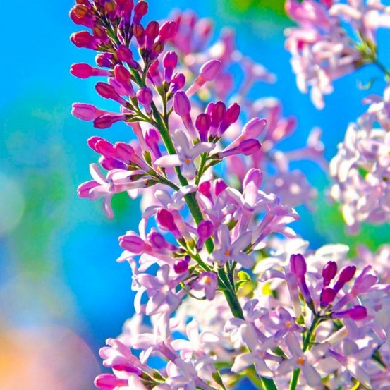 Lilas de chine 'superba' (syringa microphylla)