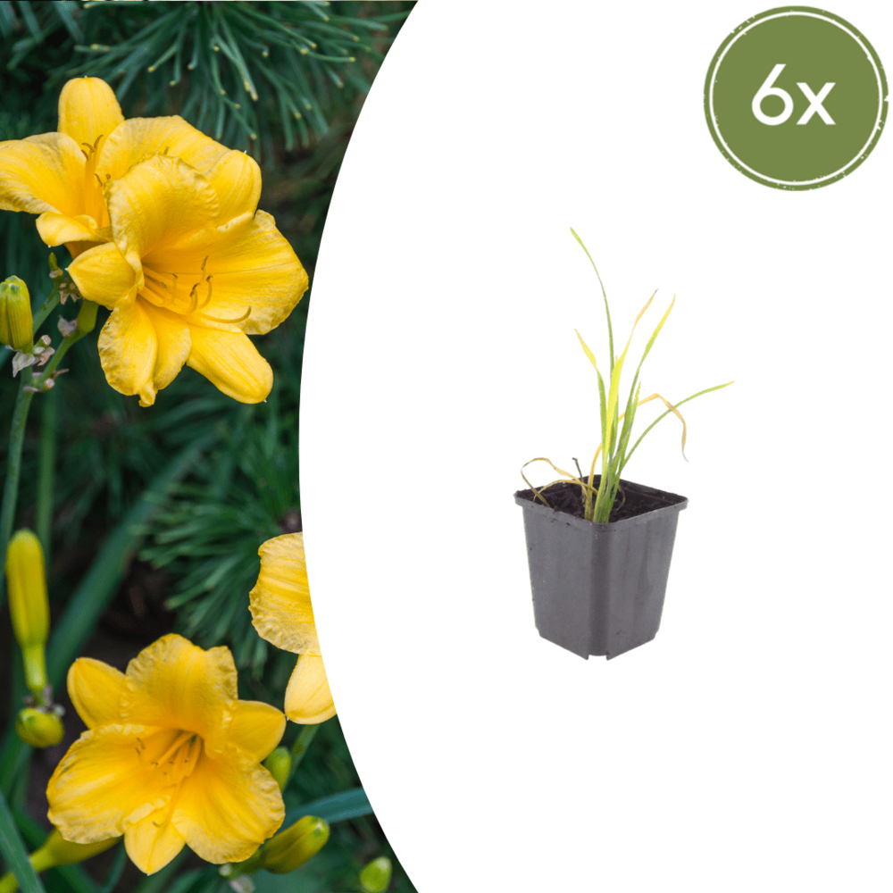 Lis d’un jour (hemerocallis) 'stella de oro' - 12