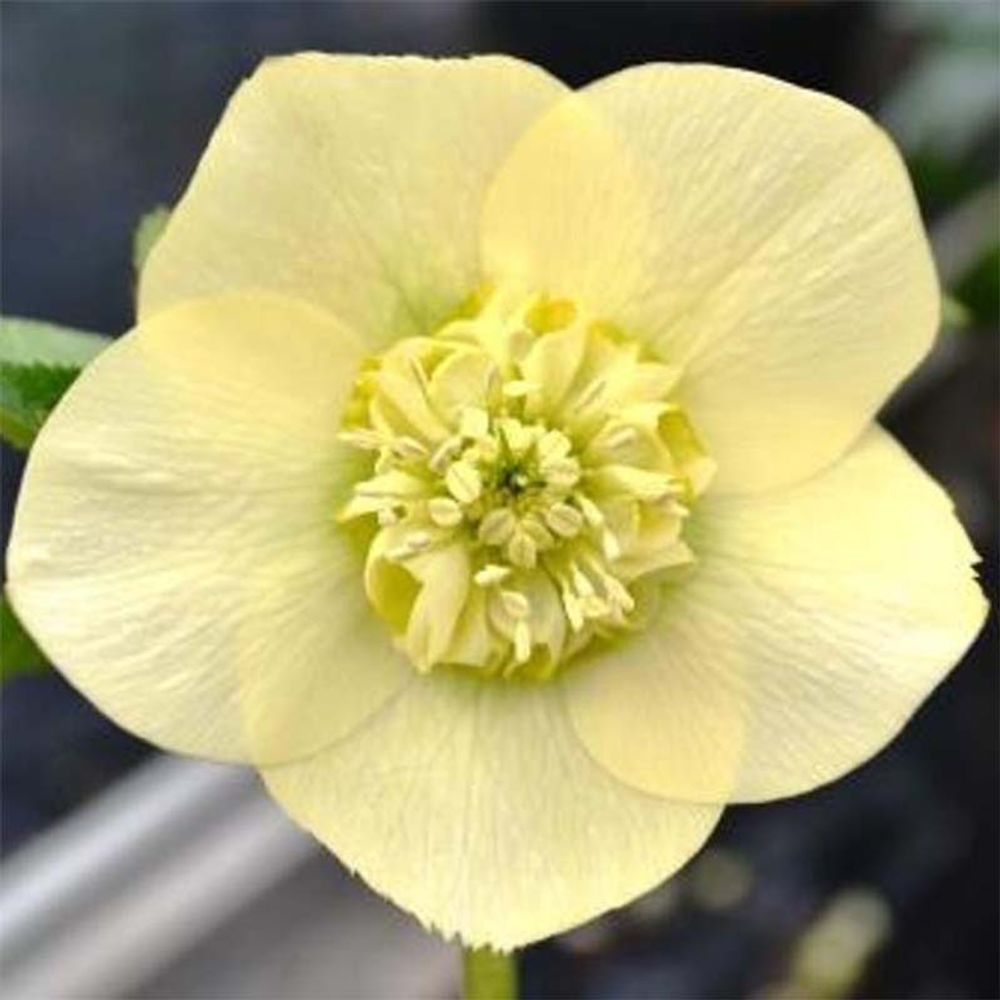 Hellébore 'anemone yellow' pot de 2l/3l