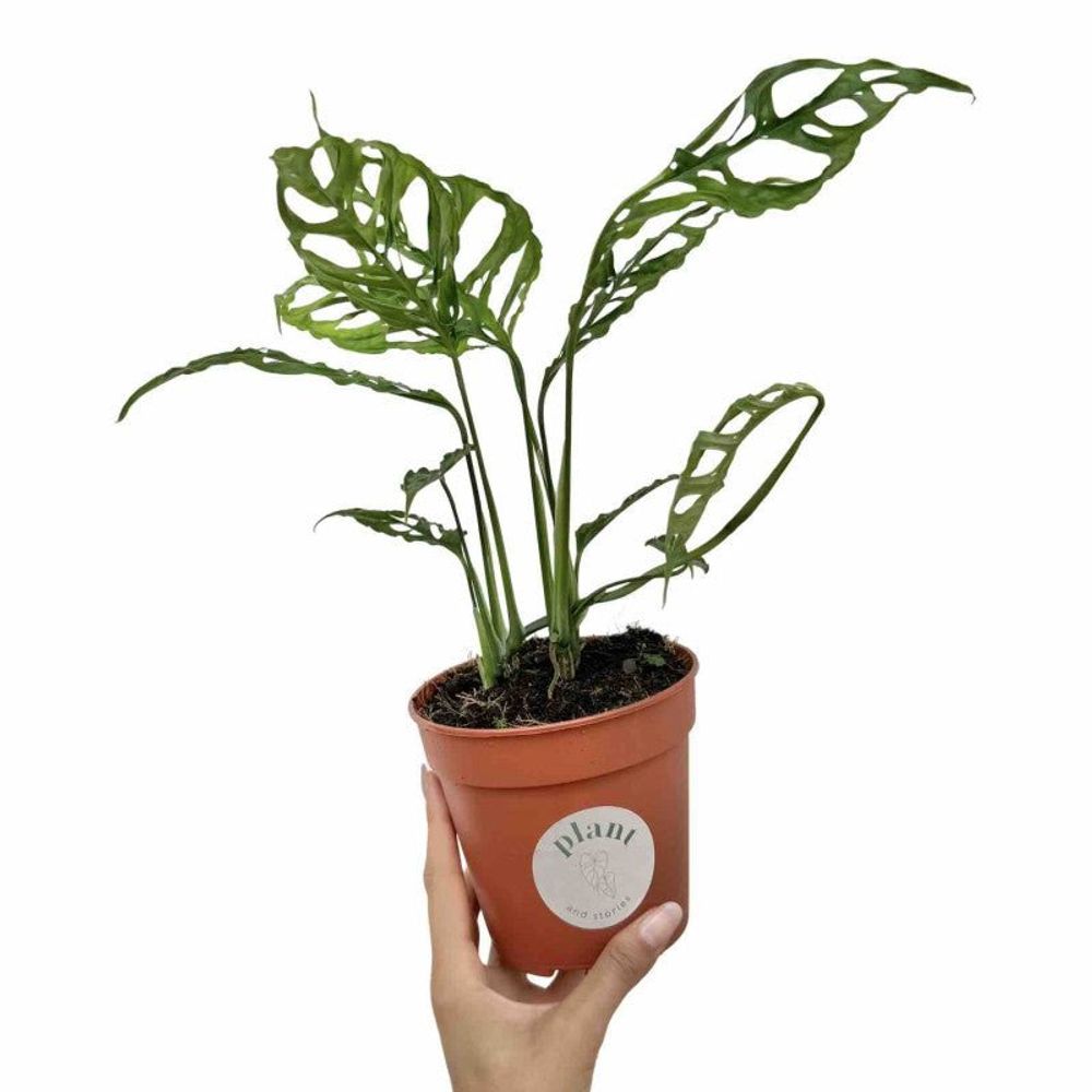 Syngonium golden feel green - ø14cm - ↕30cm - plantes d'intérieur