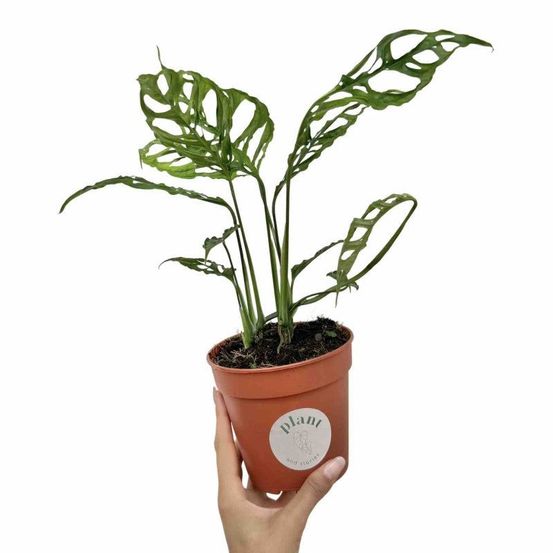 Syngonium golden feel green - ø14cm - ↕30cm - plantes d'intérieur