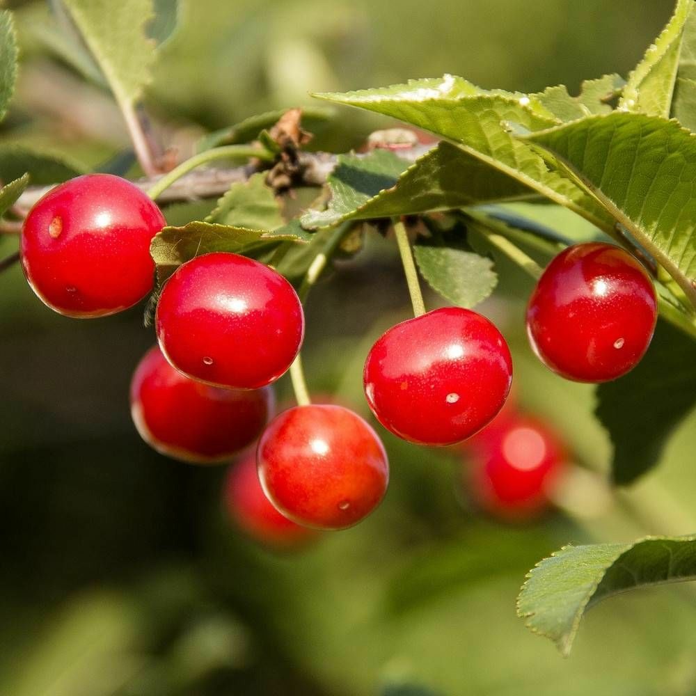 Cerisier compact maynard pot de 10 l - 1/4 tige