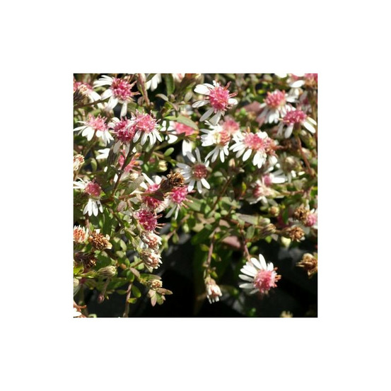 Aster d'automne horizontalis lot de 3 godets