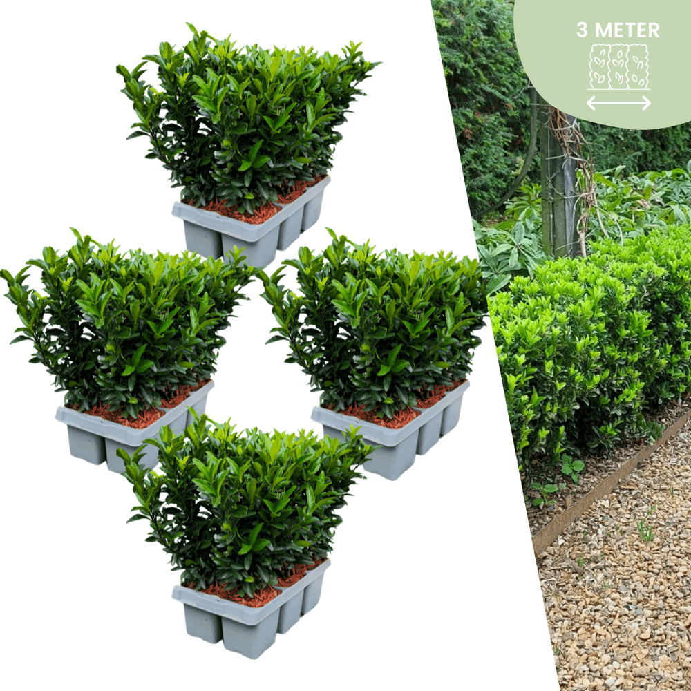 24 x fusain 'green spire' - plante d'extérieur