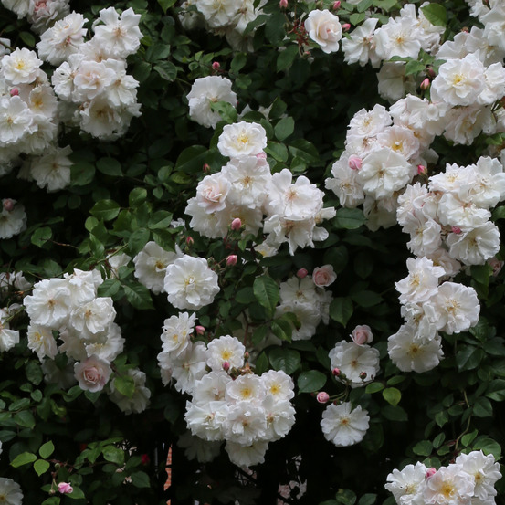 Rosier 'adélaïde d'orléans' pot de 4l/5l