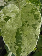 Dregea sinensis Variegata (Star Shower) Godet