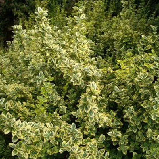 Fusain 'emerald 'n gold' - euonymus fortunei 'emerald 'n gold' - 40-50 cm pot