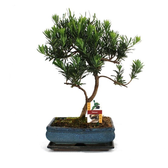 Bonsaï steineibe - podocarpus macrophyllus - env. 12-15 ans