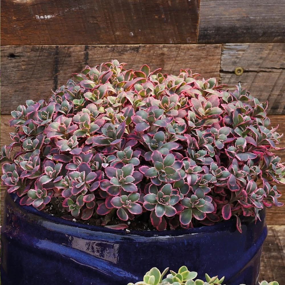 Orpin dream dazzler®, sedum lot de 9 godets