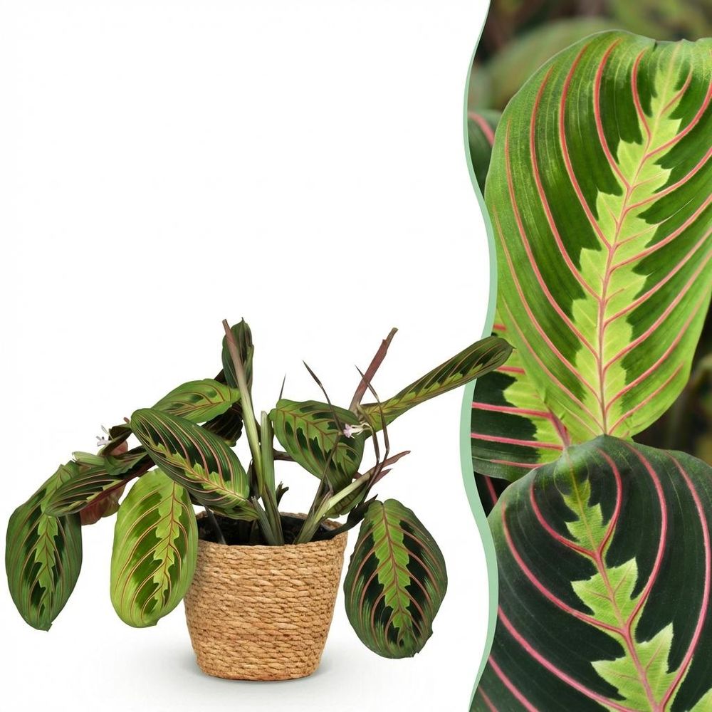 Maranta fascinator tricolour - pet-friendly - pot de 12cm - hauteur 25cm - plantes d'intérieur