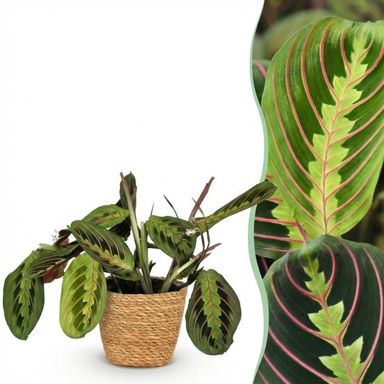 Maranta fascinator tricolour - pet-friendly - pot de 12cm - hauteur 25cm - plantes d'intérieur
