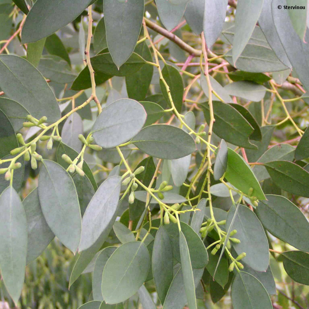 Gommier alpin, eucalyptus d'archer pot de 4l/5l