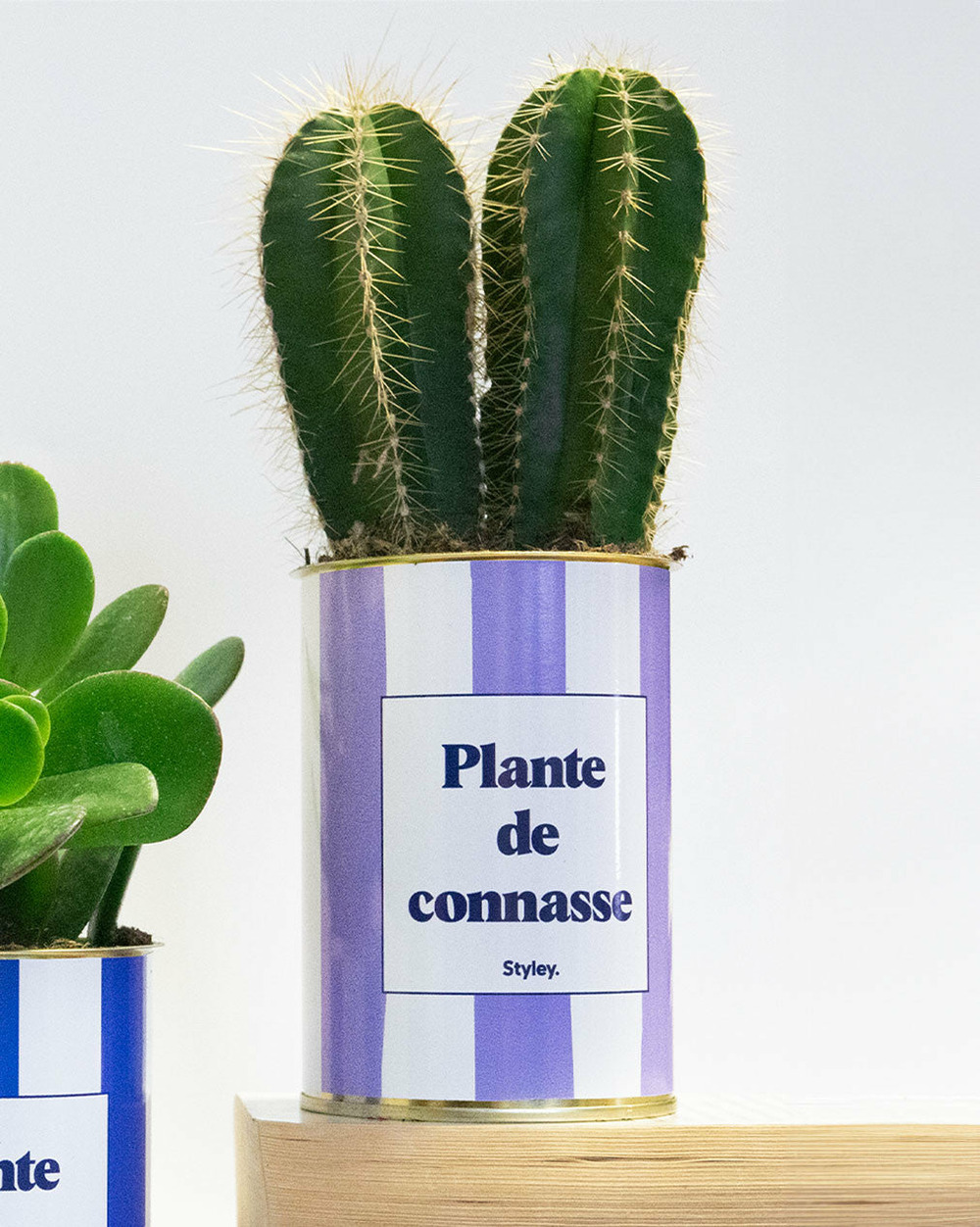 Plante drôle - plante de connasse - plante