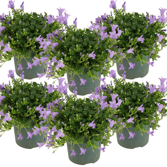 Lot de 6 - campanula ambella lavender - campanule - couvre-sol - 10-20 cm de haut - pot 10,5 cm
